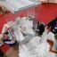 Китайские наблюдатели: выборы в России прошли легитимно и прозрачно