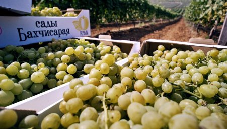 Глава РАН обсудил в Крыму производство продуктов для здорового питания